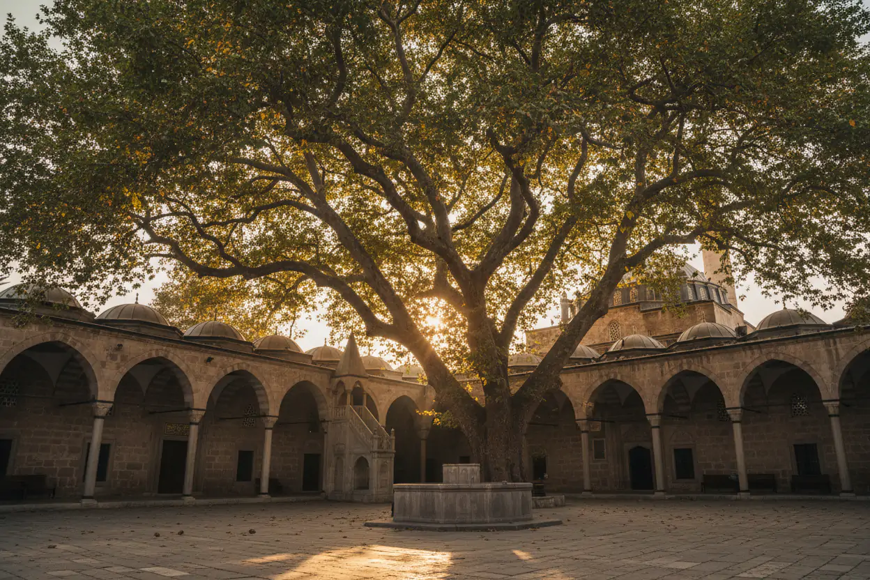 Kocaeli Baç Çınarlı Camii: Tarih ve Huzurun Buluştuğu Yer